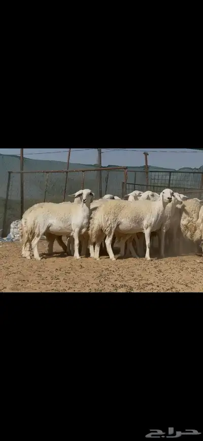 رخال حريات دفيع حرش صنف للبيع 2