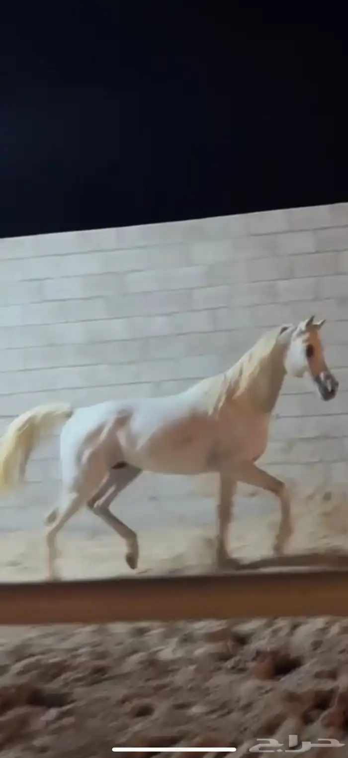 حصان شعبي طيب 3
