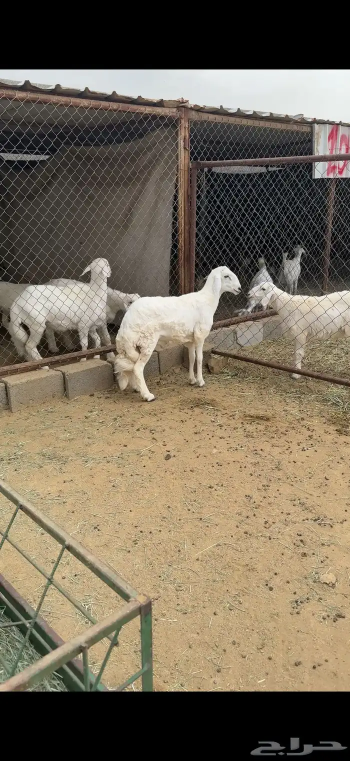 خروف جبر مبادى كفو ظهر وطرف ( تم البيع) 0
