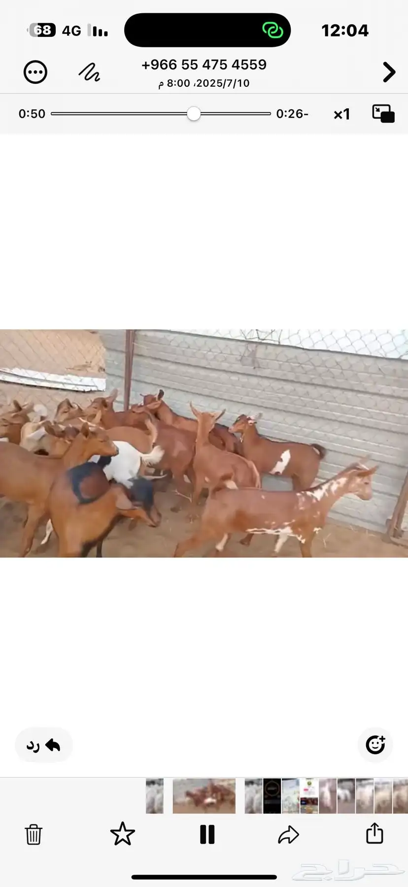 تيوس بلدي 2