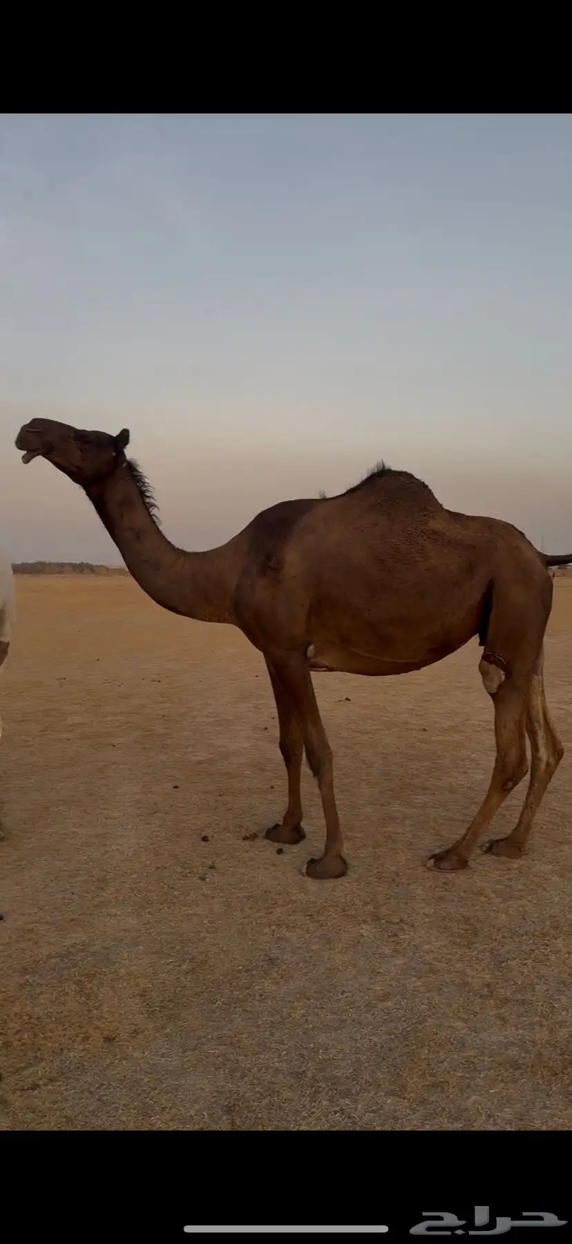 مجهم معشر 0
