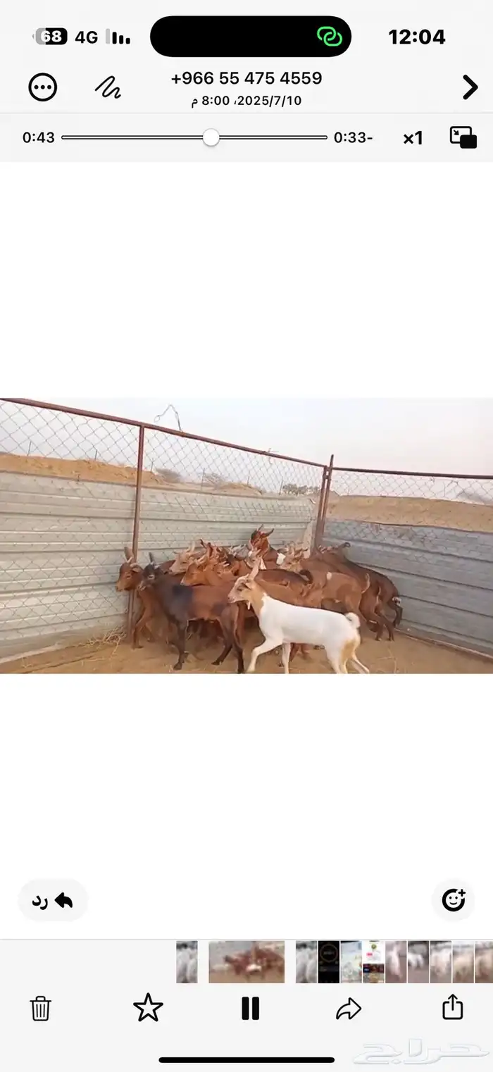 تيوس بلدي 4