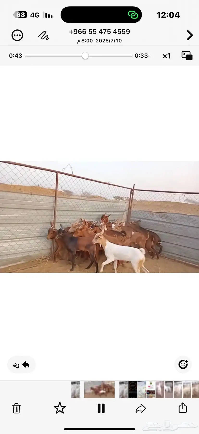 تيوس بلدي 4