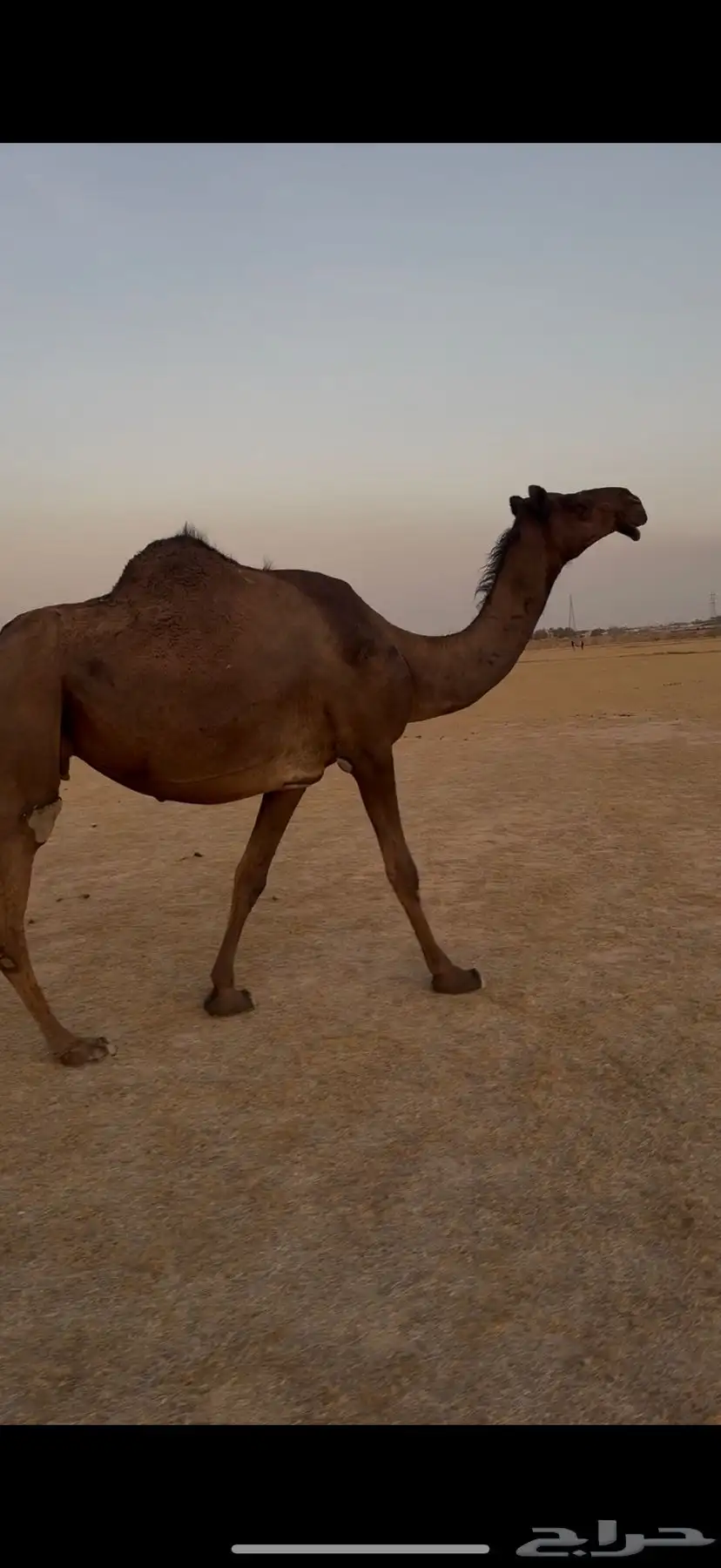 مجهم معشر 1