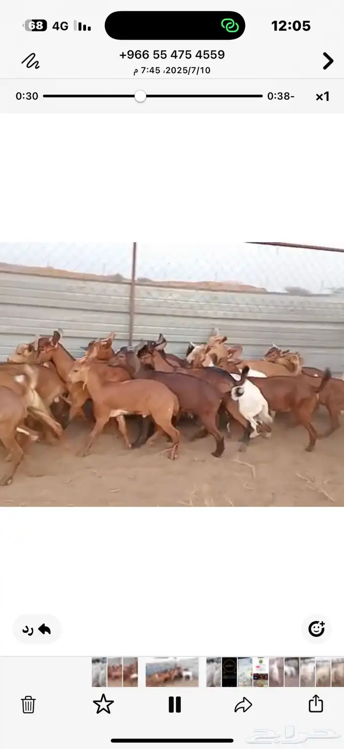 تيوس بلدي 1