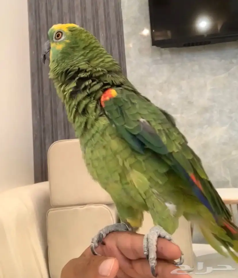 للبيع ببغاء امزون بلوفرنت متكلم جري 0