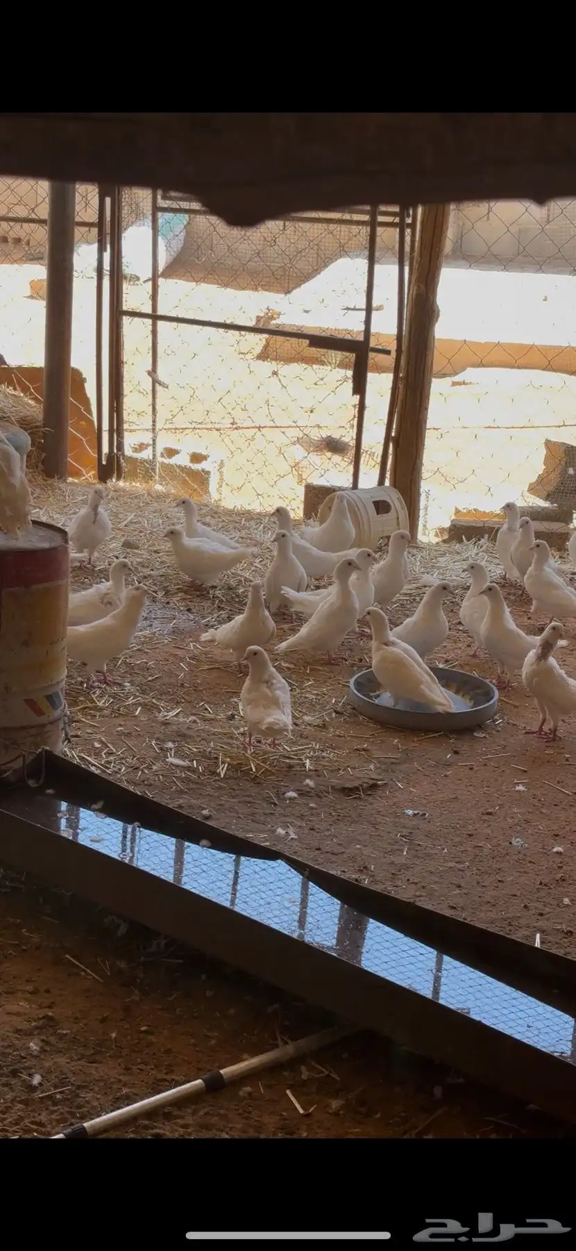 حمام فرنسي صافي بياض 2