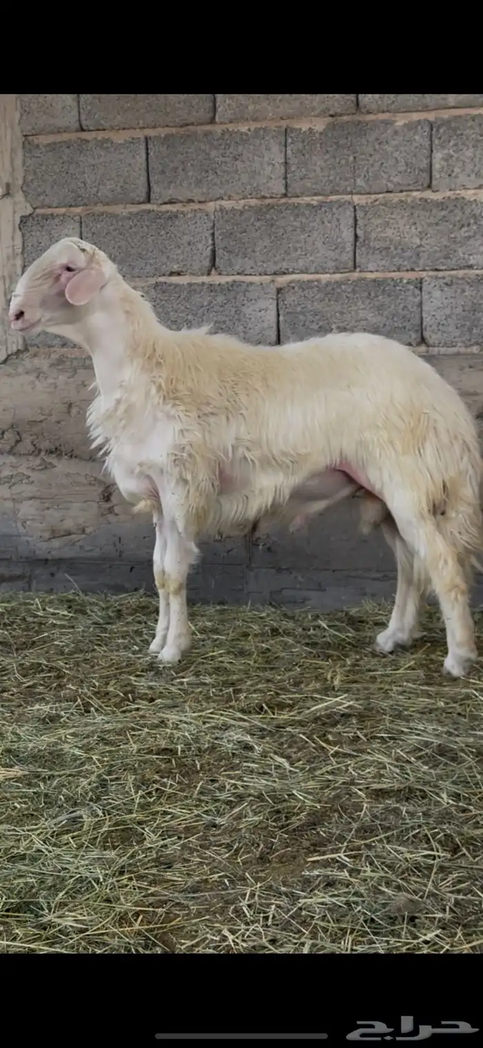 مشروع فحل اصفر محلس العمر خمسه اشهر 2