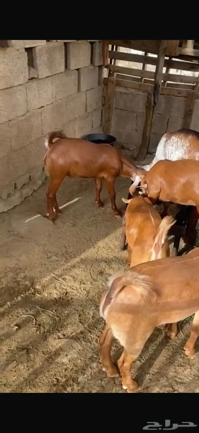 تيوس بلدي فاخرة تم البييع تم البيييع 1