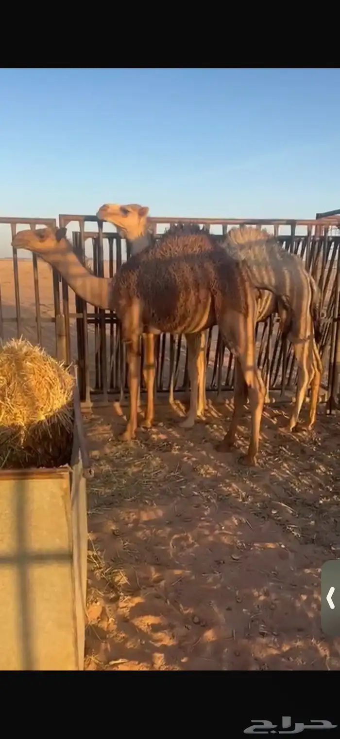 للبيع اثنين حشو عمار خمس اشهر ونص الا6اشهر تحت امهاتهن وطيب 0