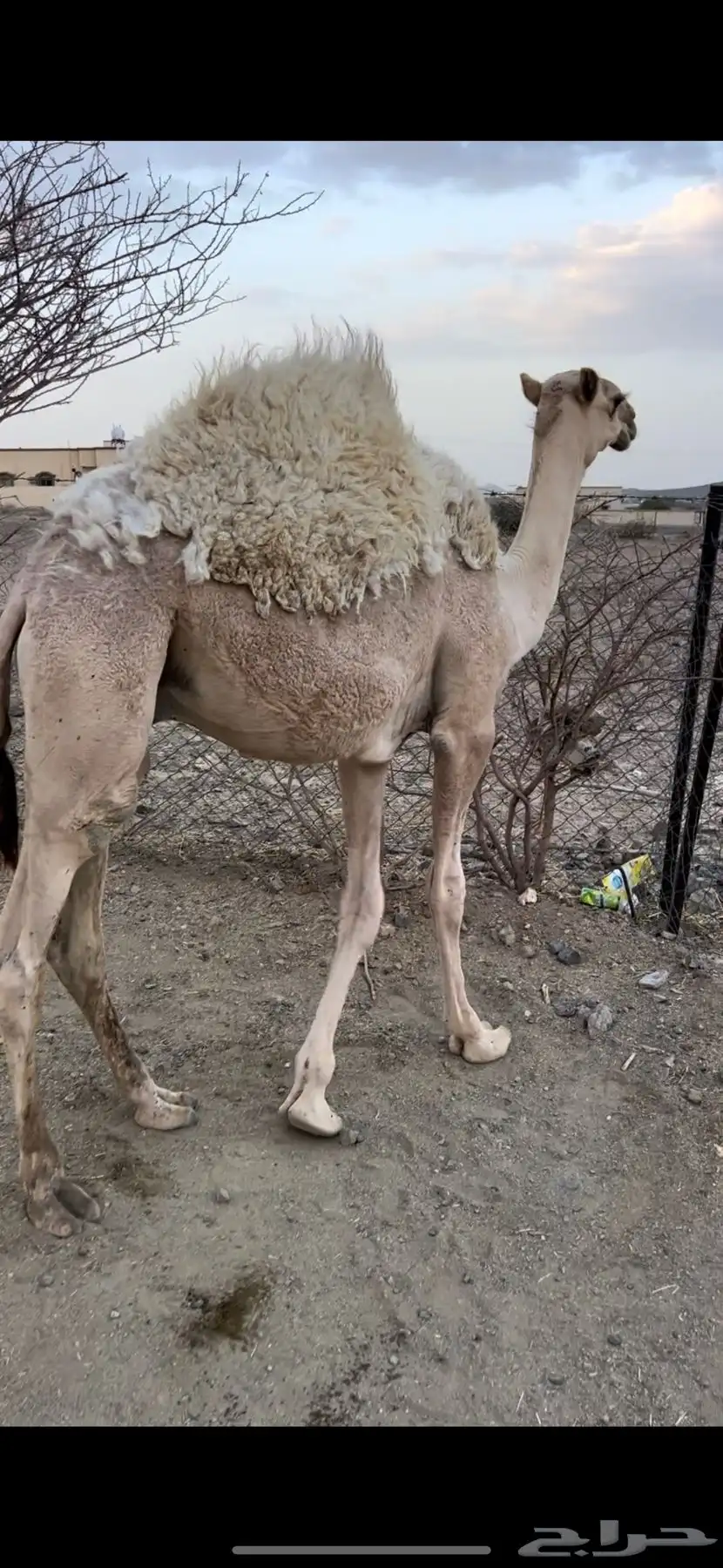 قعود مفرود ناهي شحم 2