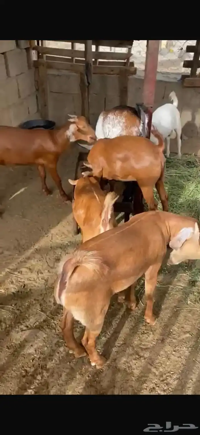 تيوس بلدي فاخرة تم البييع تم البيييع 0