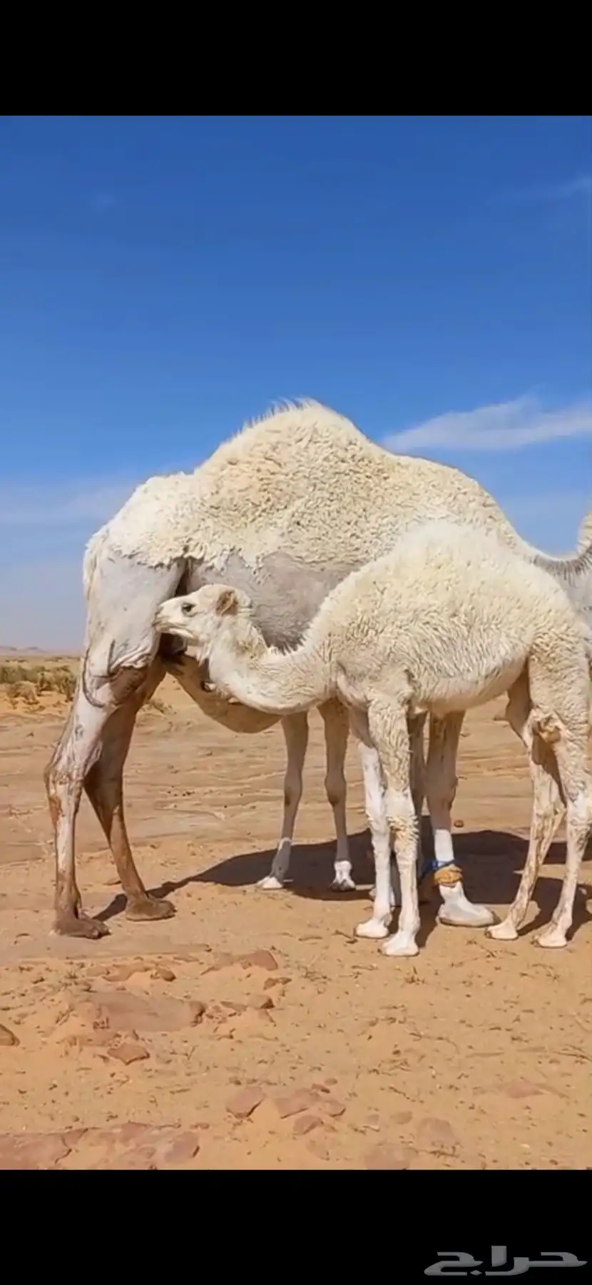 خلفات للبيع 0