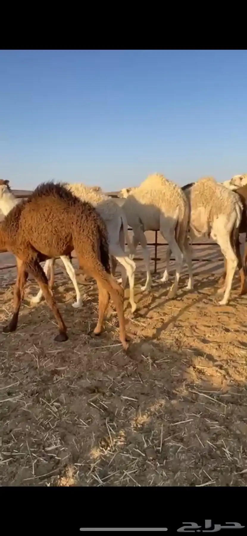 حشو قعدان 1