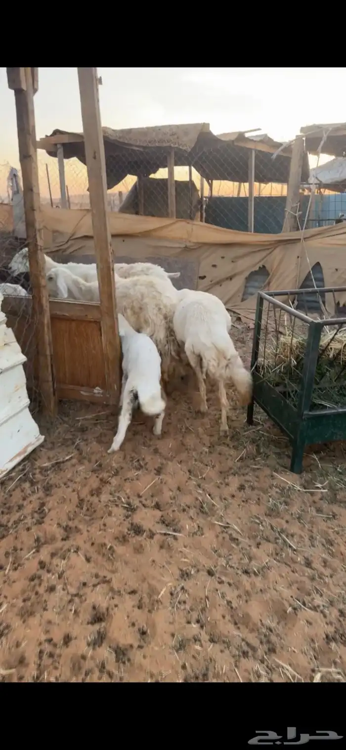 للبيع 5 تحتها 5 0