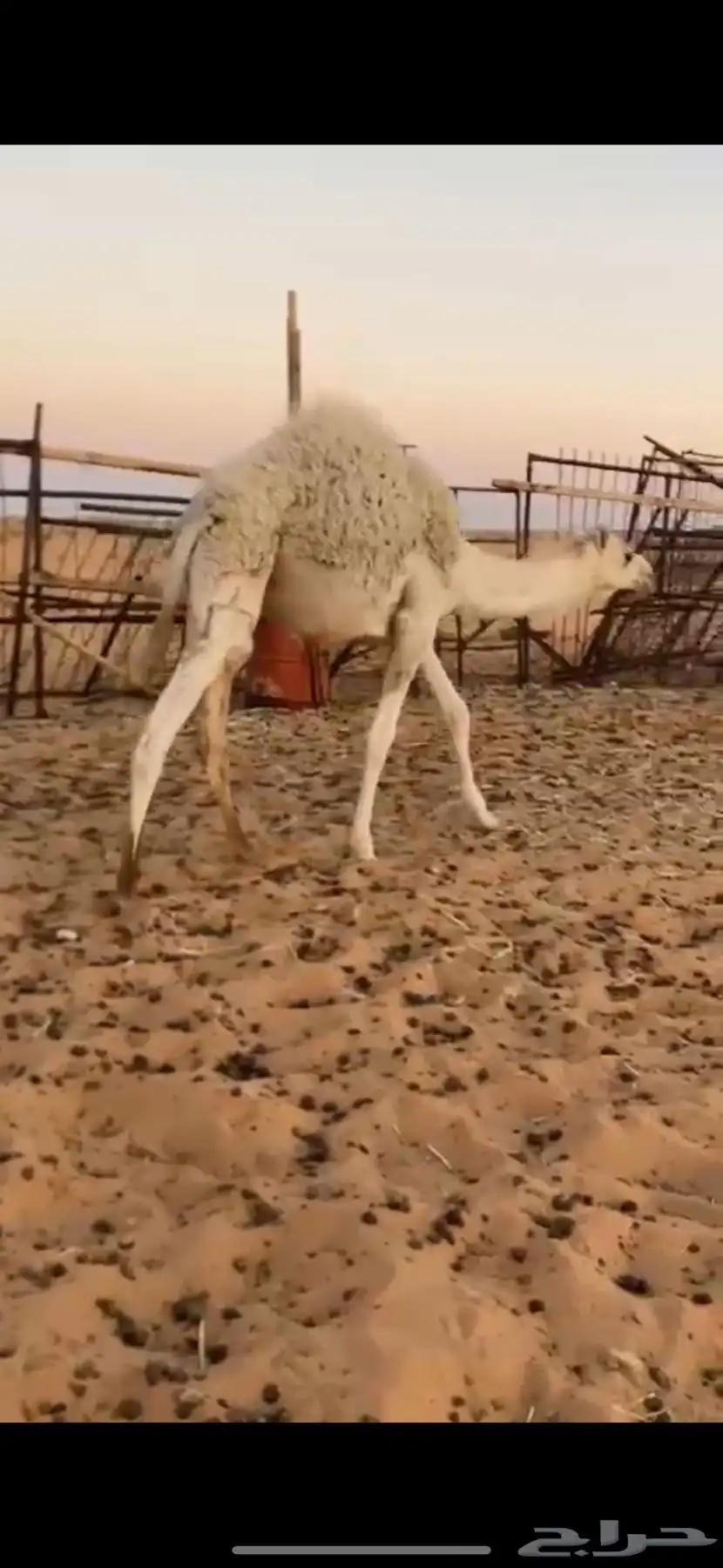 قعدان بريات سليمات من الامراض وعدلات 0