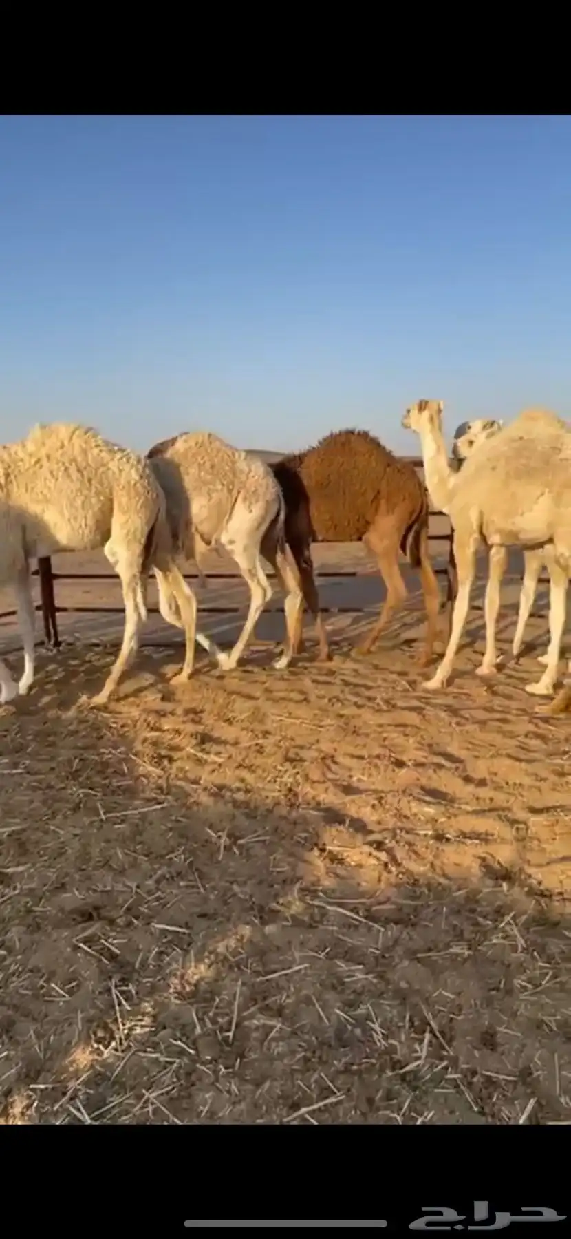 حشو قعدان 0