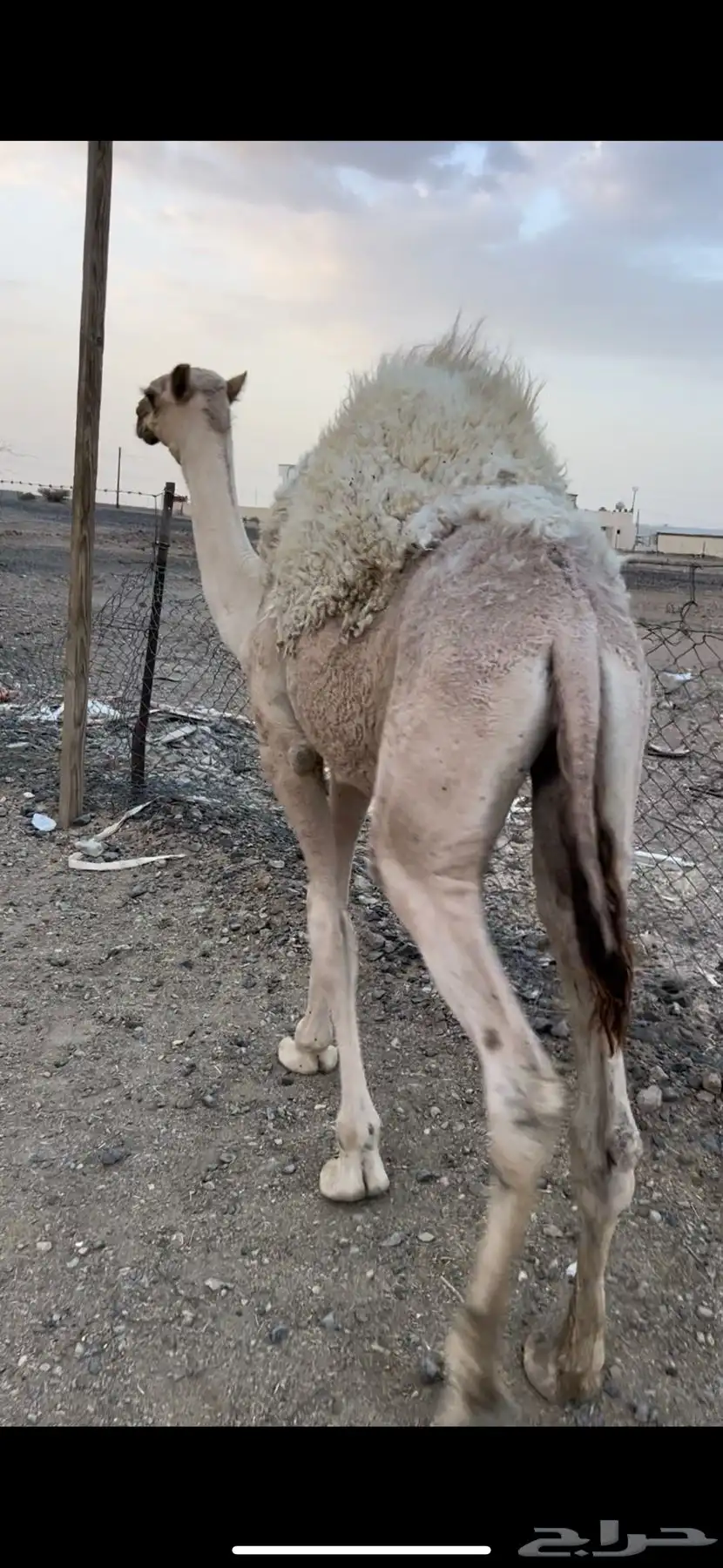 قعود مفرود ناهي شحم 0