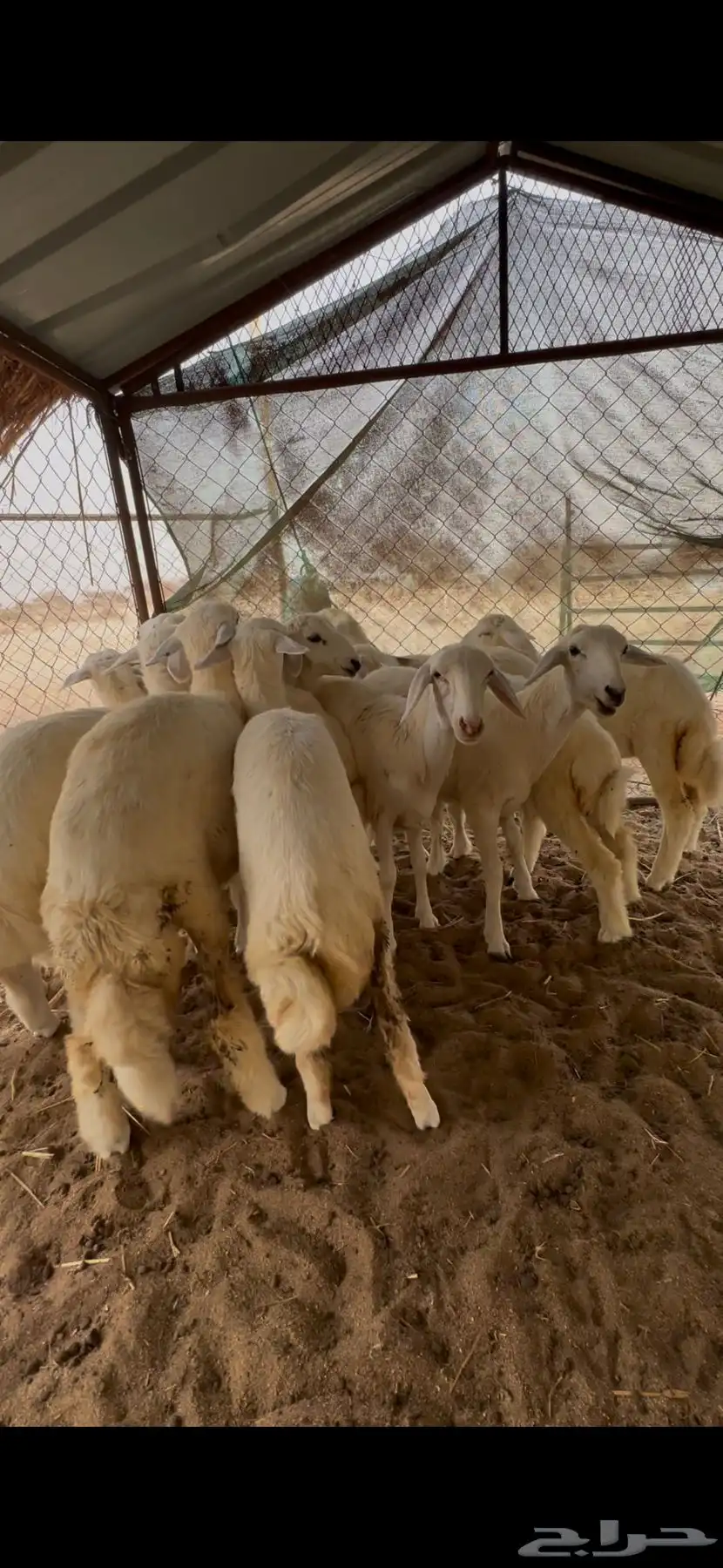 رخال ..العدد10 1