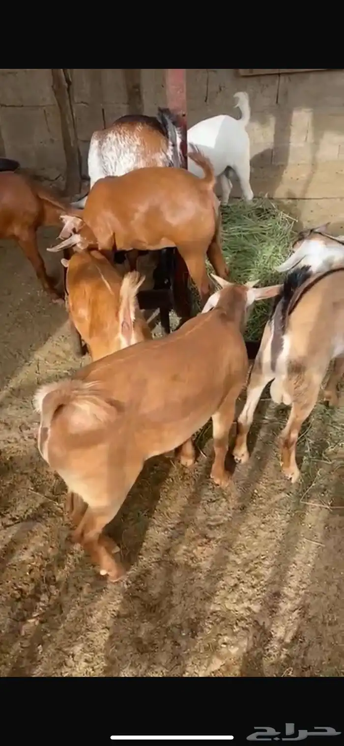 تيوس بلدي فاخرة تم البييع تم البيييع 3