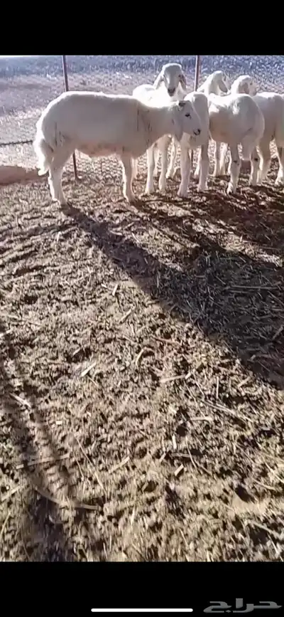 طليان للبيع 2