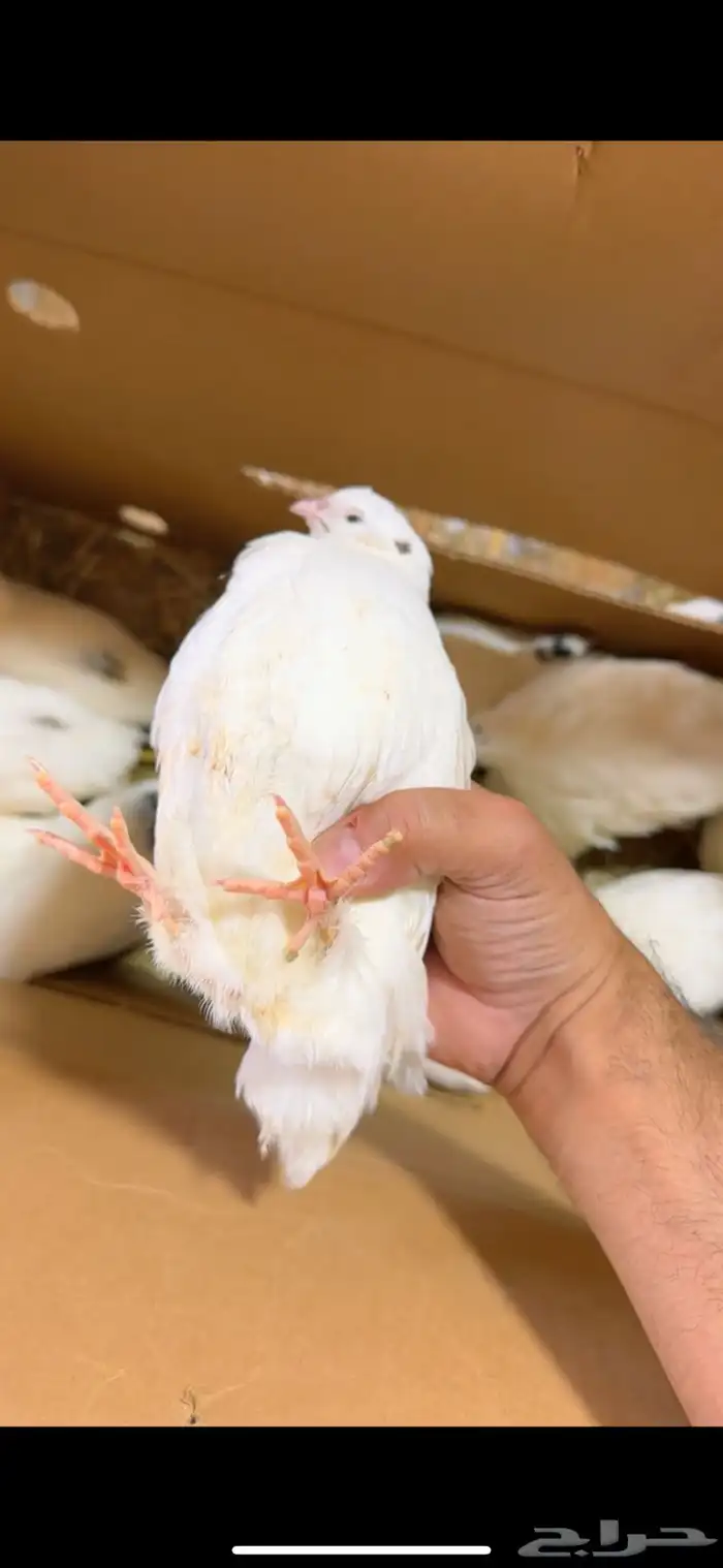 سمان تكساس احجام ضخمه 0