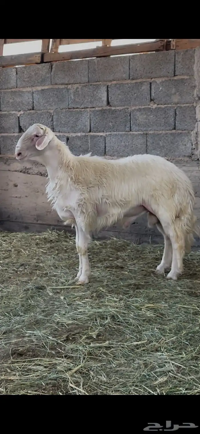 مشروع فحل اصفر محلس العمر خمسه اشهر 0