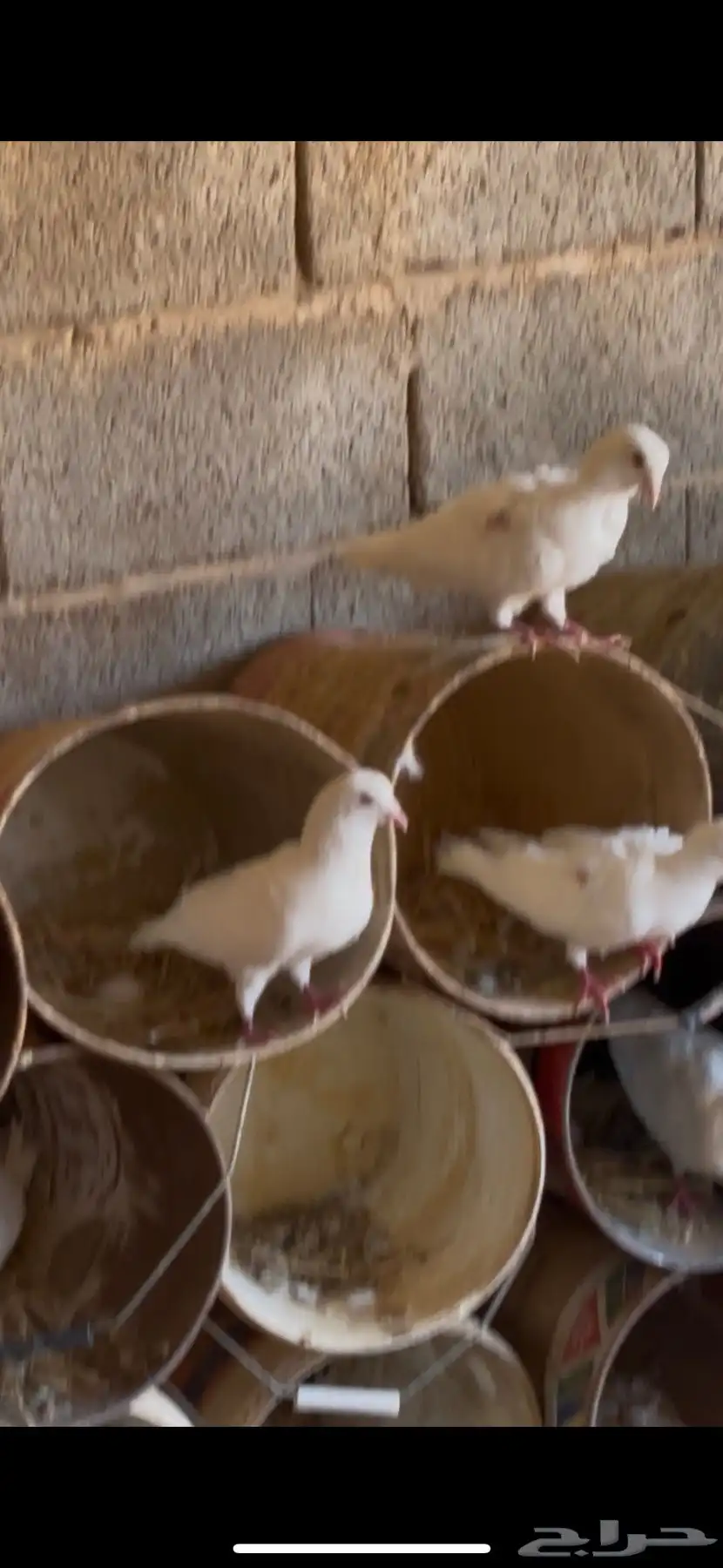 حمام فرنسي صافي بياض 0