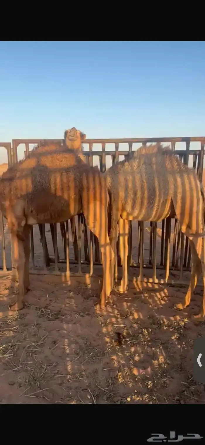 للبيع اثنين حشو عمار خمس اشهر ونص الا6اشهر تحت امهاتهن وطيب 4