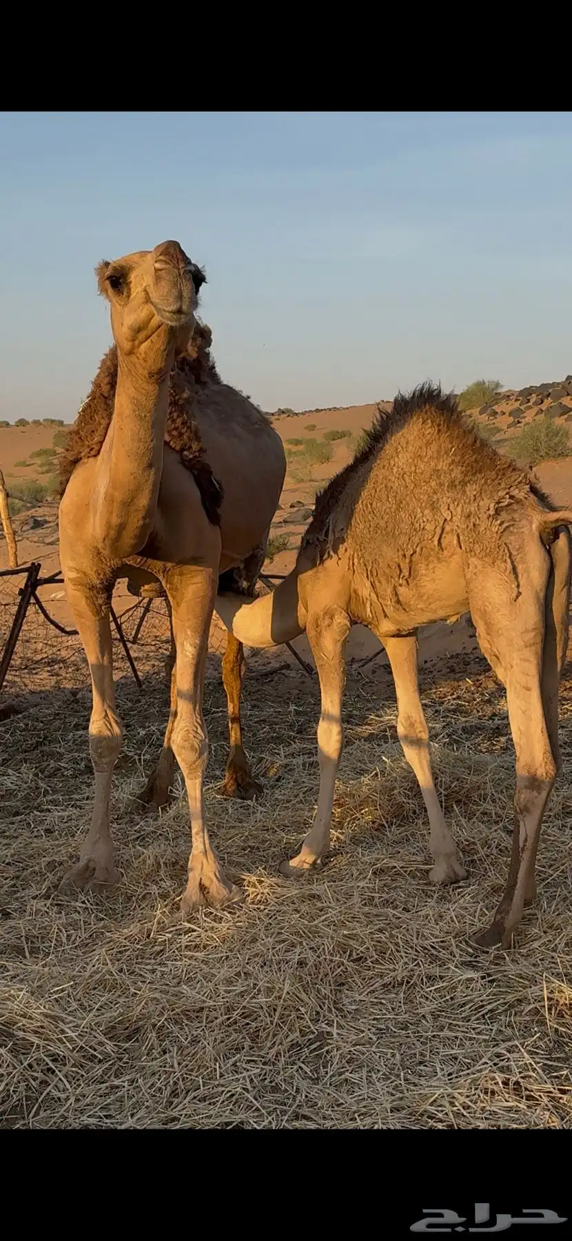 قعود لباني للبيع 0