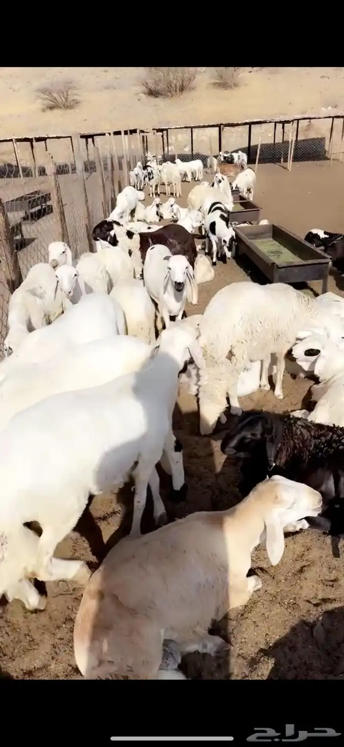 جميع انواع الذبائح الموقع النماص سوق خفي 9