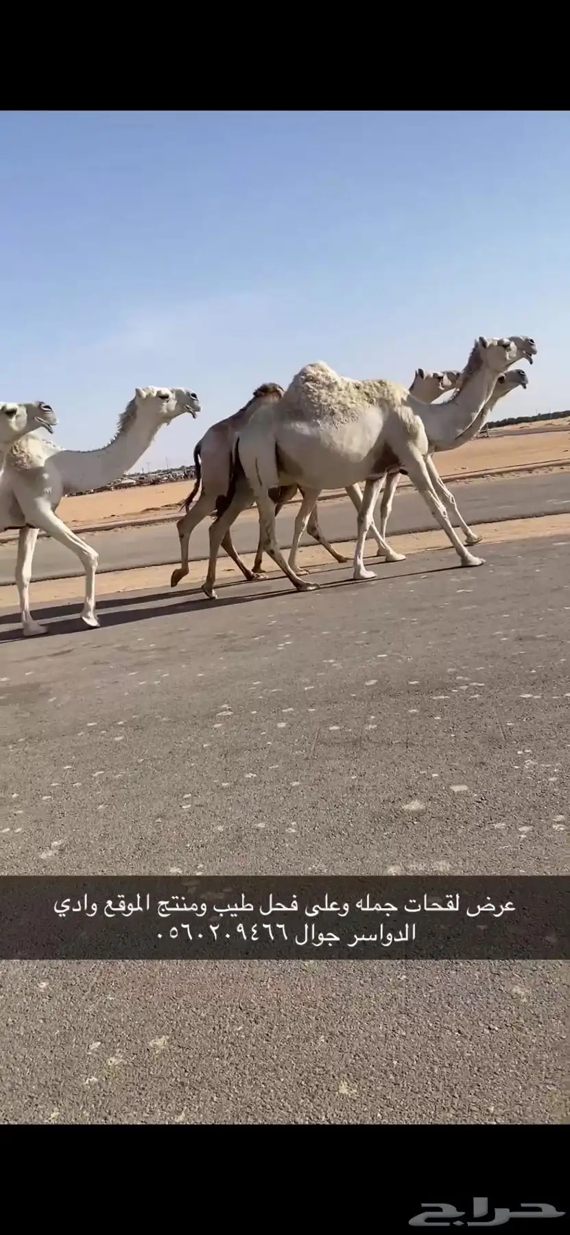 لقحات طيبه وعلى فحول طيبه 0