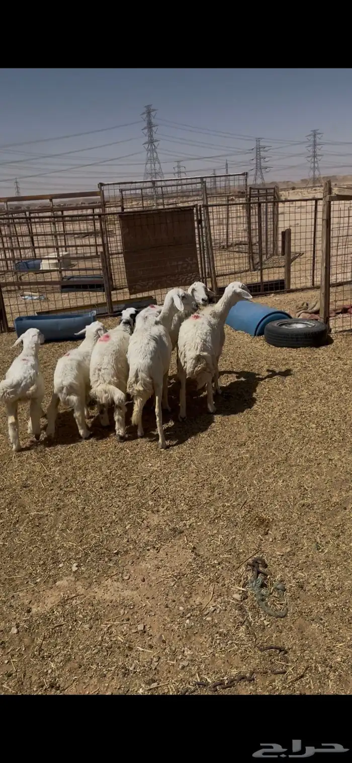 غنم شياه حريات متابيع عددها 3يتبعها 3 وخروف ذبيحه عمره5 شهور 0