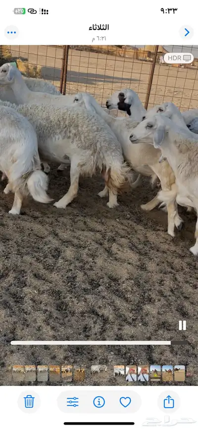 غنم دفيع ومقاريب 1