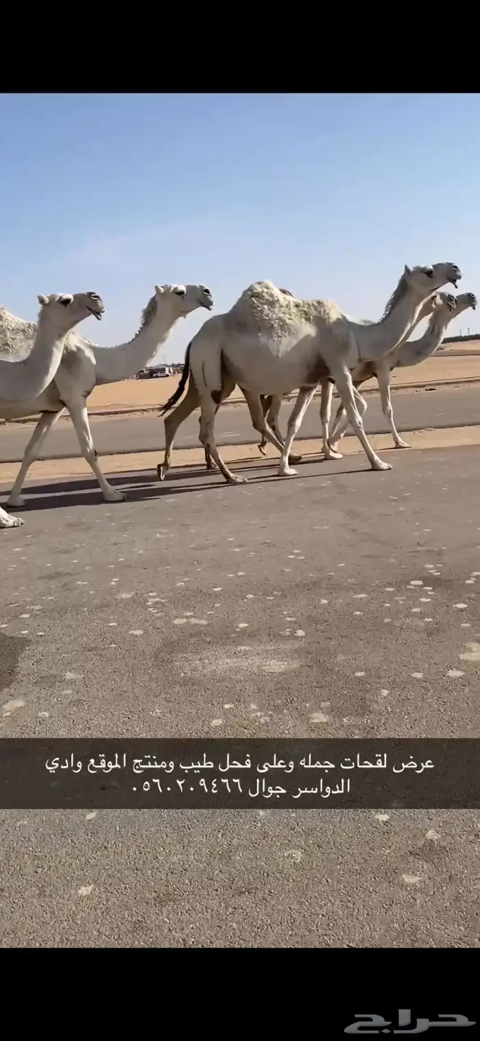 لقحات طيبه وعلى فحول طيبه 1
