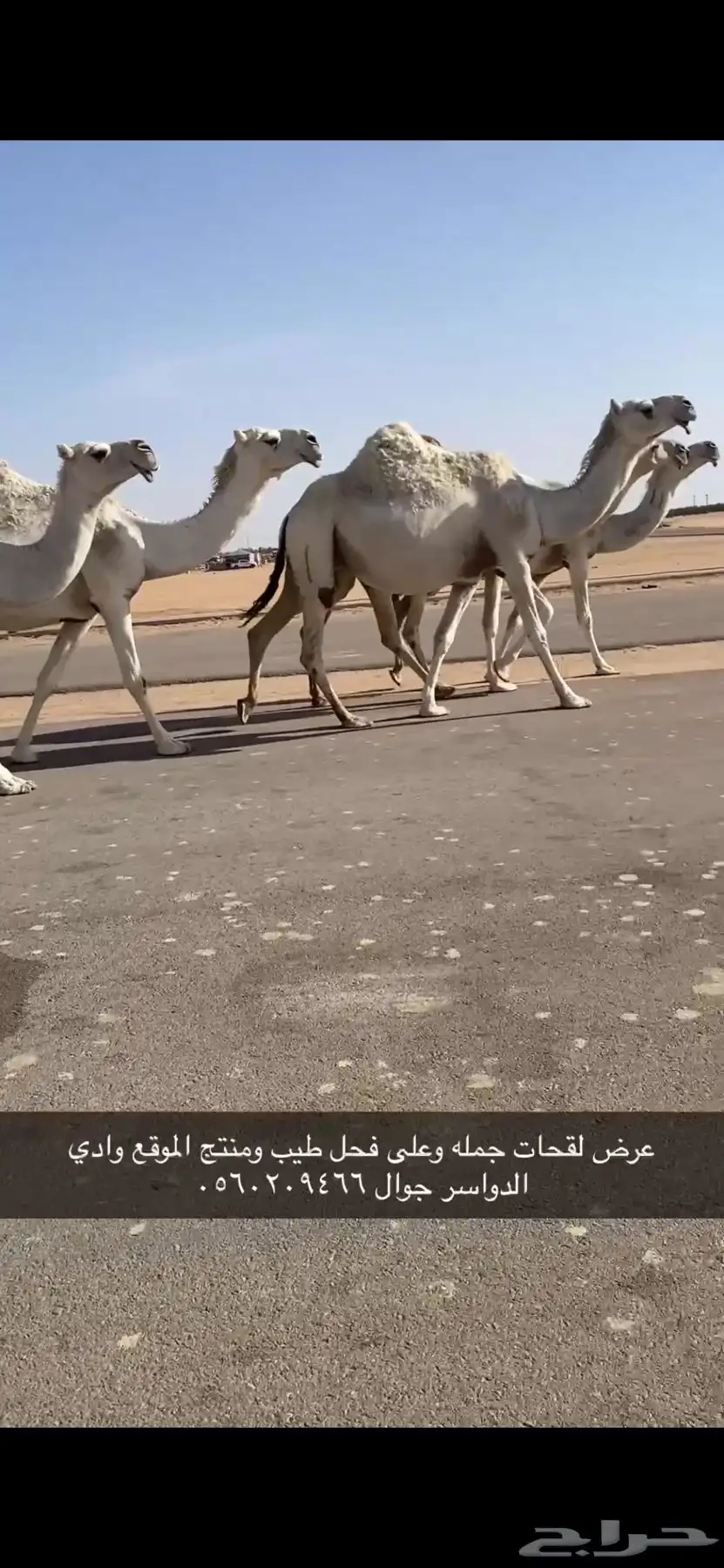 لقحات طيبه وعلى فحول طيبه 1