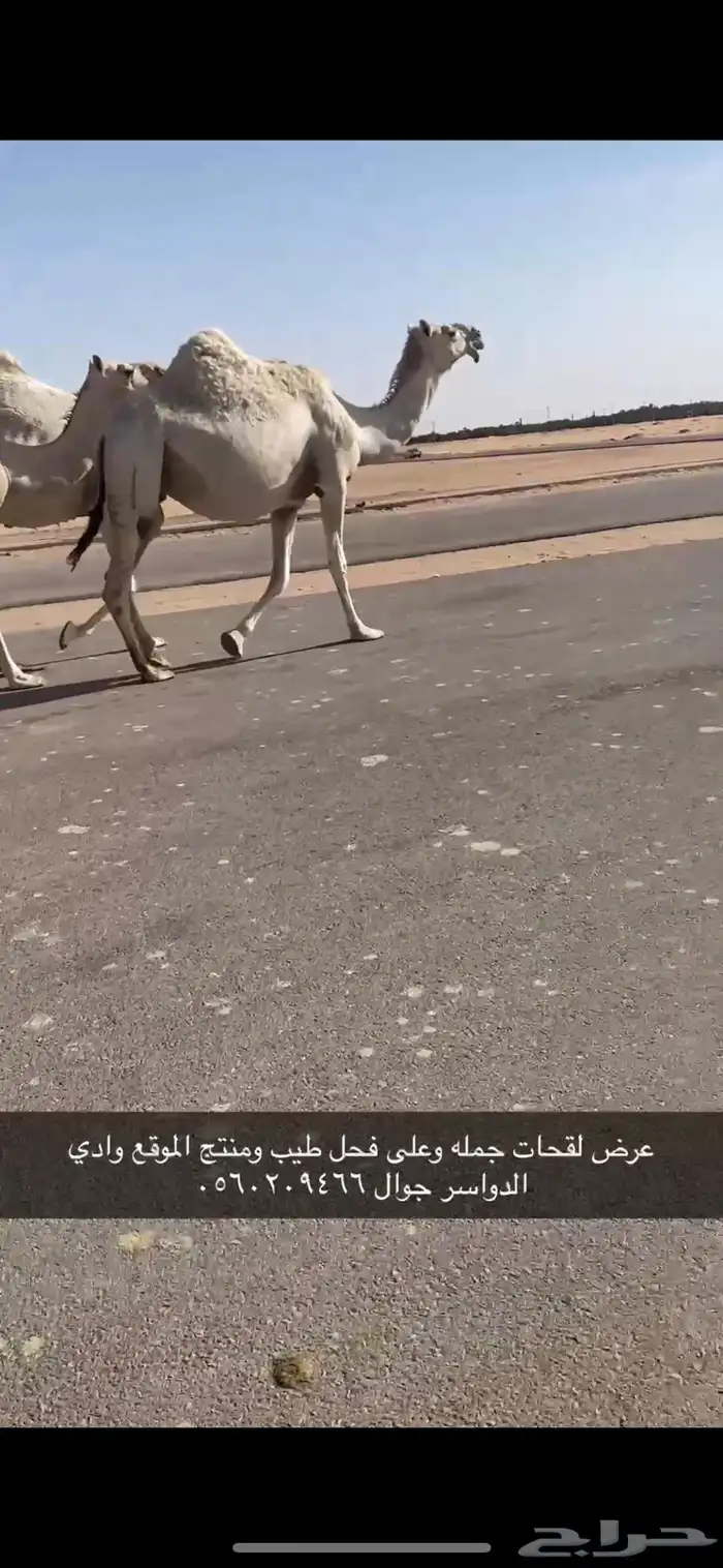 لقحات طيبه وعلى فحول طيبه 3