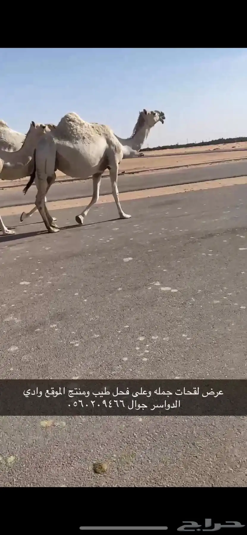 لقحات طيبه وعلى فحول طيبه 3
