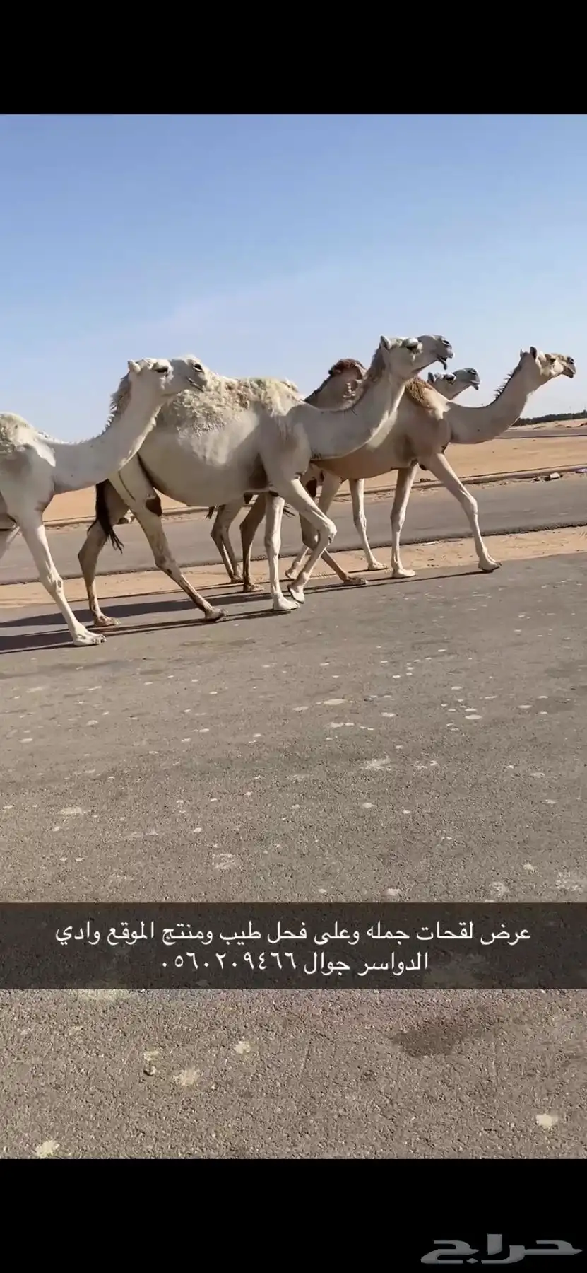 لقحات طيبه وعلى فحول طيبه 2