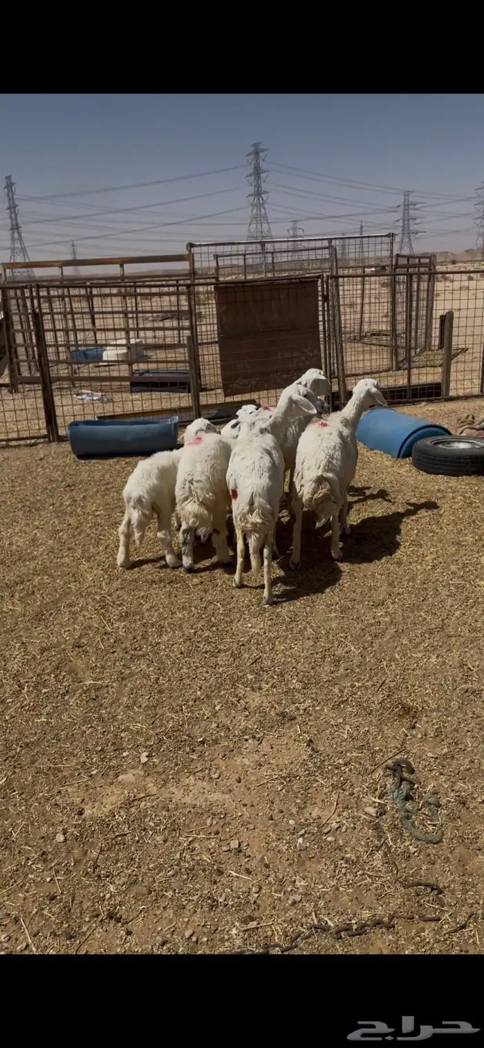 غنم شياه حريات متابيع عددها 3يتبعها 3 وخروف ذبيحه عمره5 شهور 1