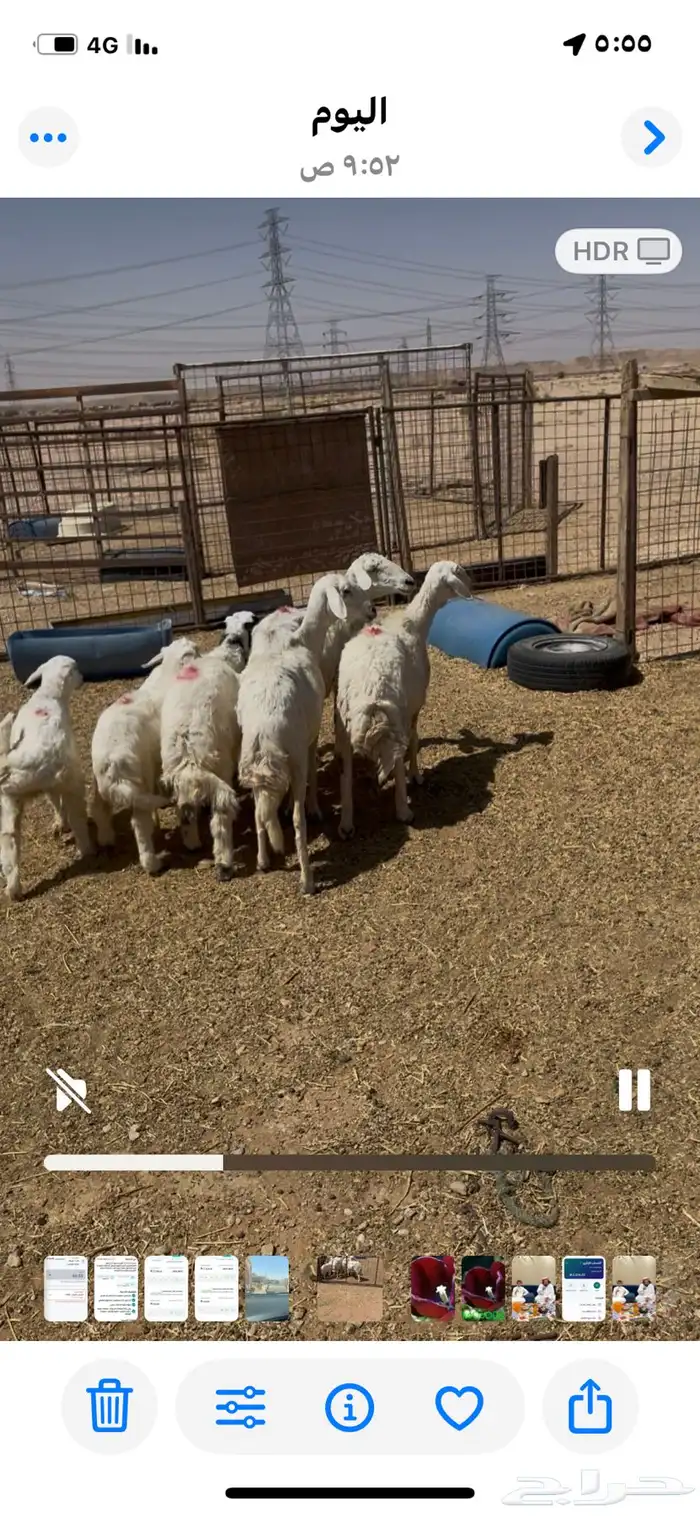 غنم شياه حريات متابيع عددها 3يتبعها 3 وخروف ذبيحه عمره5 شهور 2