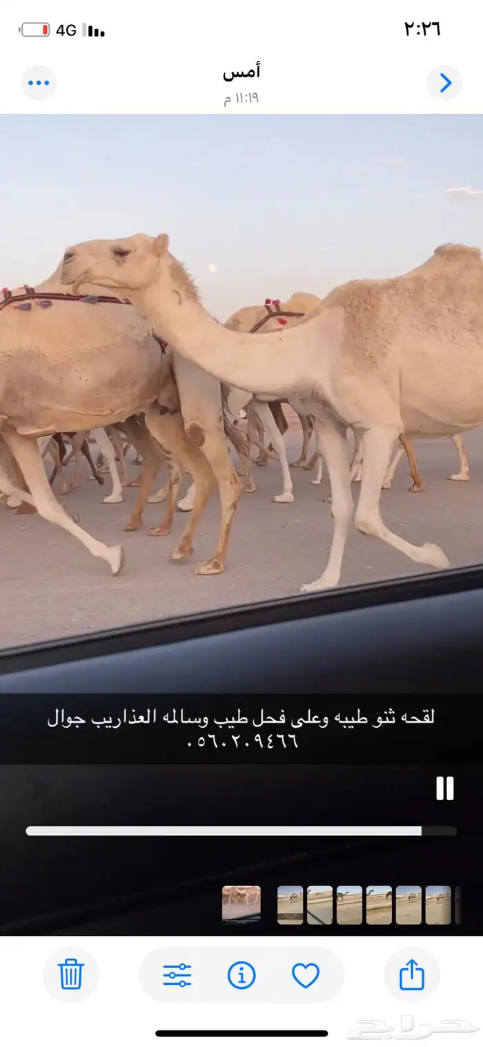 لقحه طيبه 2