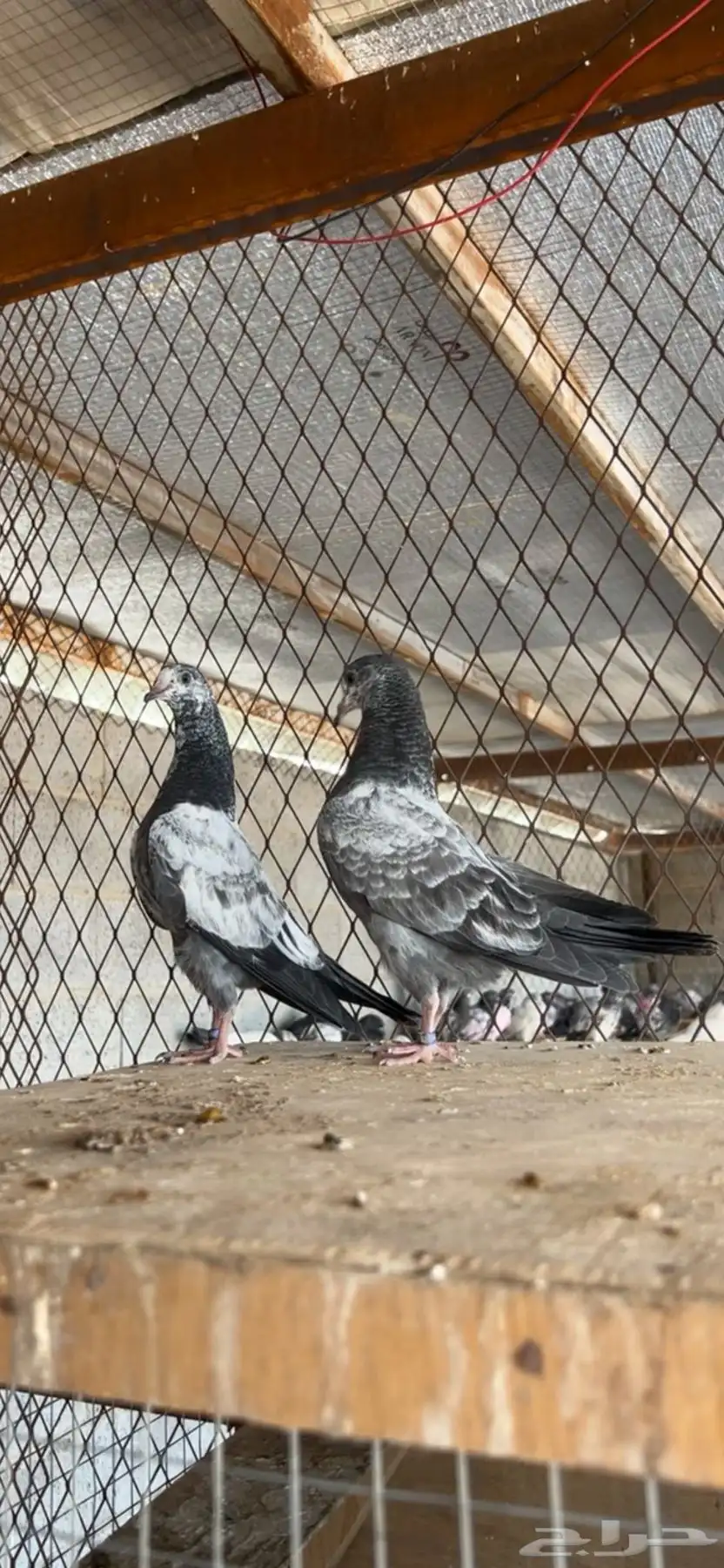حمام 0