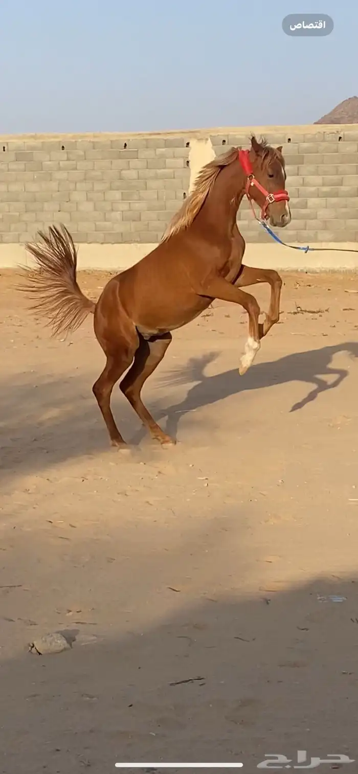 مهر الأب مورسدس 19