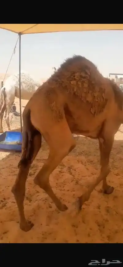 حشوان مفاريد سمان فل نظيفة جايه من البر 2