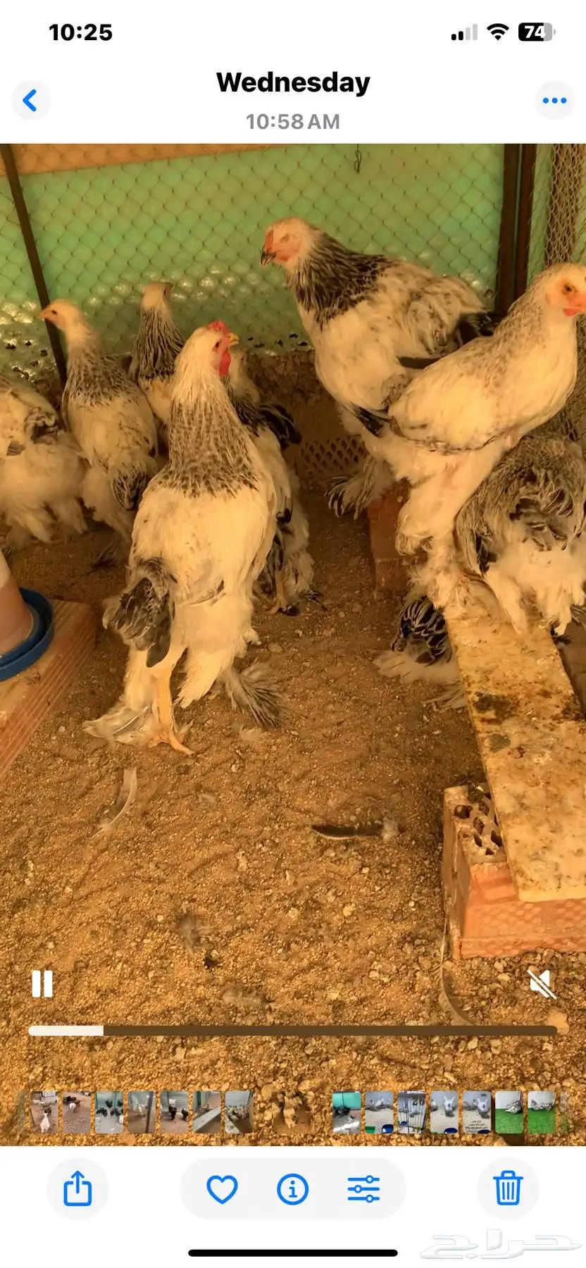 براهما كولمبي العمر 3اشهر فاخر حاصل على التطعيمات والفيتامي 0