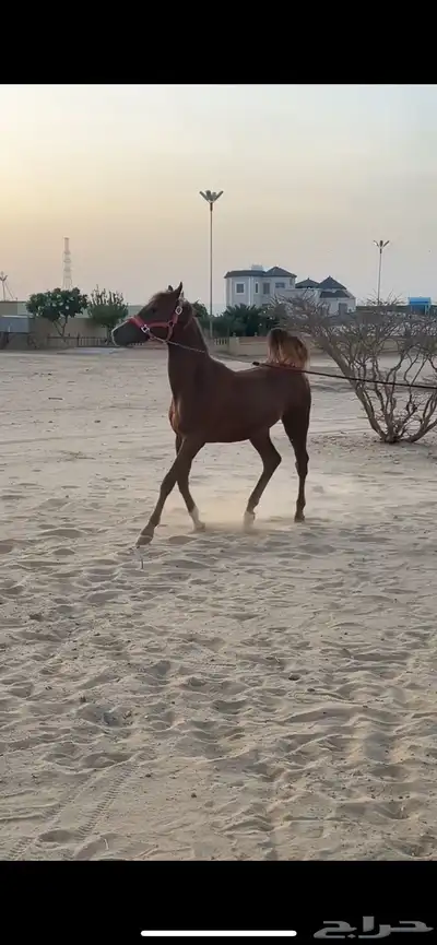 مهر للبيع كفوا 3