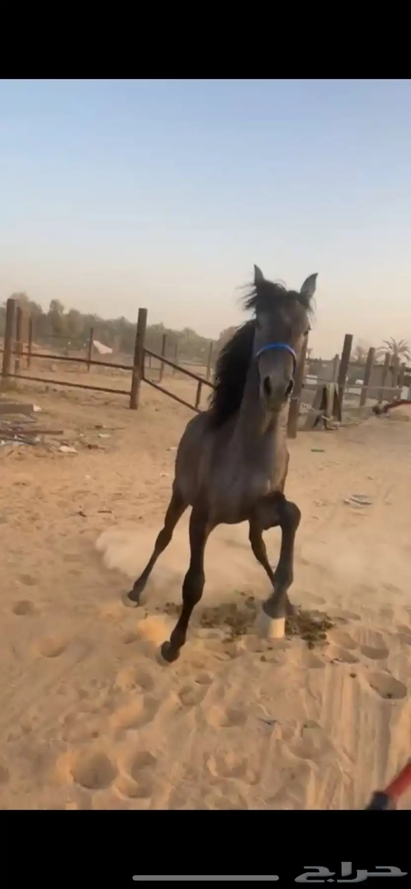خيل 1