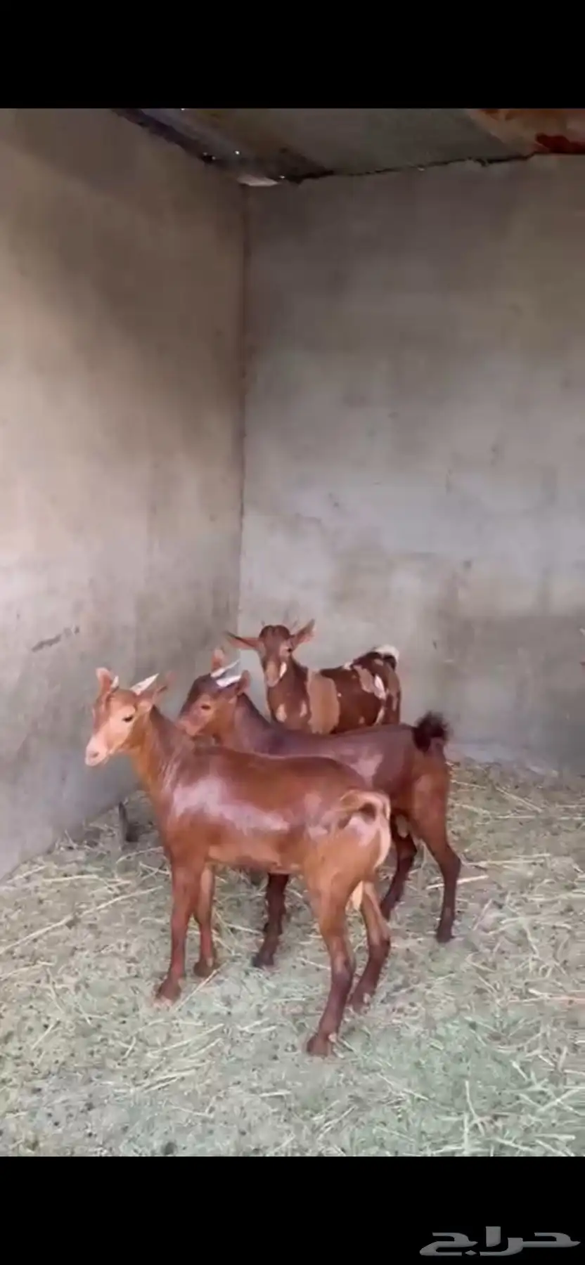 تيوس حص 2