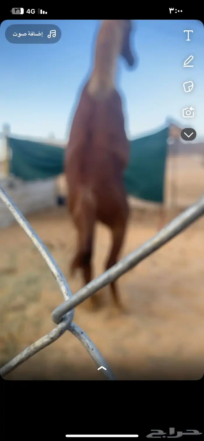 مهر الأب مورسدس 4